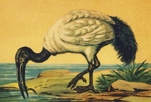 I as Ibis