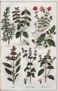 Illustration from 