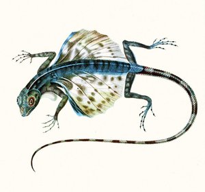 Illustration of the gliding lizard - Draco Volans, 1831 by French School