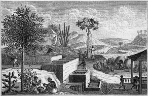 Indigo plantation in Senegal in the 17th century