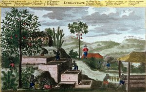 Indigo Plantation in the West Indies (Detail) from 