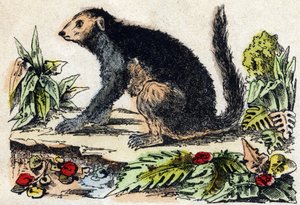 Indri (Lemurian) by French School
