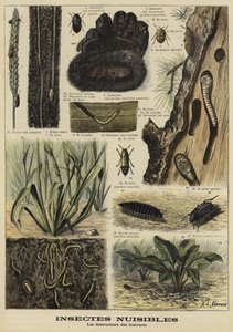 Insects That Destroy Fur Garments