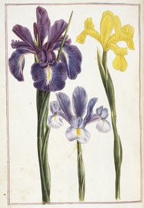 Irises, 18th century by French School