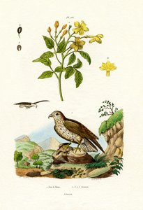 Jasmine by French School