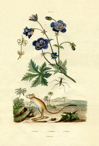 Jerboa