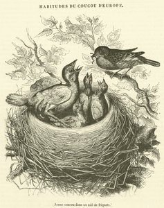 Young cuckoo in a sparrow