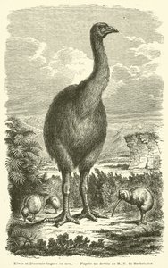 Kiwis and Dinornis ingens or moa by French School