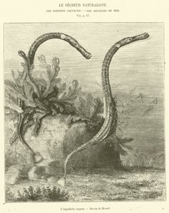 The Serpent Needle (engraving)