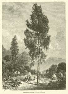 The Eucalyptus Globulus (engraving) by French School