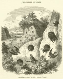 The Sand Martin and Its Nest (engraving) by French School