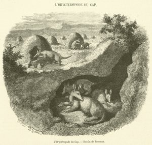 The Cape Aardvark (engraving)