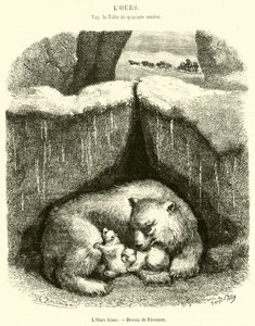 The Polar Bear (engraving)