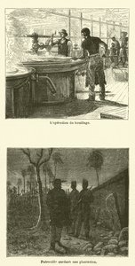 The Sugar Cane by French School