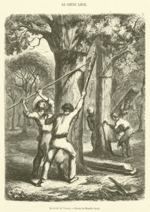 The Bark Harvest by French School