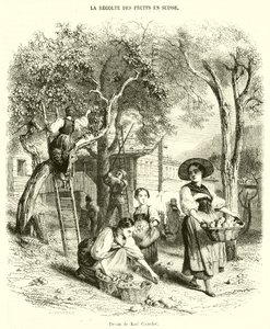 Fruit Harvest in Switzerland (engraving) by French School