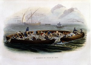 La Madrague or Tuna Fishing - in "Histoire naturelle de Lacépède"