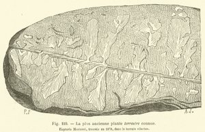 The Oldest Known Land Plant
