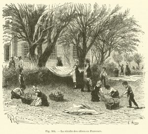 Olive Harvest in Provence by French School