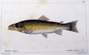 The common trout from 