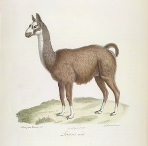 Male Llama, from Histoire Naturelle des Mammifères