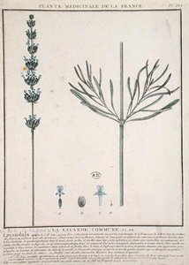 Lavender Spike, plate from 