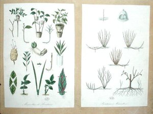 Layers and Cuttings by French School