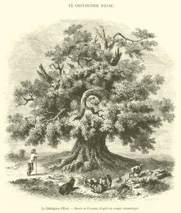 The Chestnut Tree of Esau (engraving) by French School