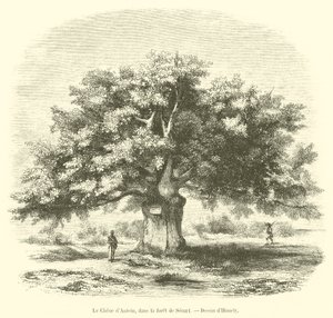 The Oak of Antein, in the Forest of Senart (engraving) by French School