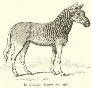 The Quagga, Equus quagga by French School