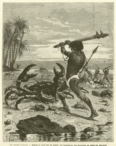 The Coconut Crab (engraving) by French School