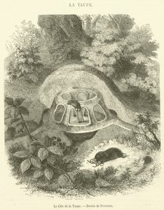 The mole