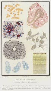 The Microscope, Applied to the Study of Animals