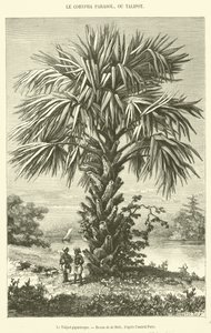 The Gigantic Talipot by French School