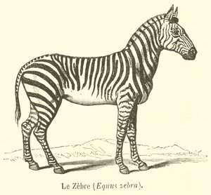 The Zebra, Equus Zebra (engraving) by French School