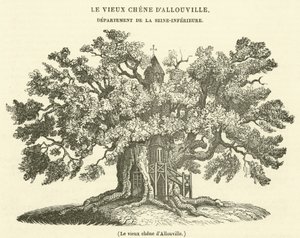 The old oak of Allouville by French School
