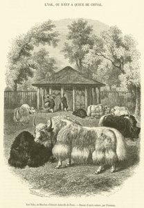 The Yaks, at the Museum of Natural History in Paris (engraving) by French School