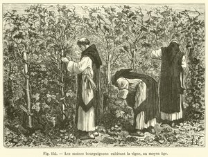 Burgundian Monks Cultivating the Vine in the Middle Ages by French School