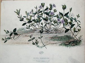 Lesser Periwinkle or Vinca minor by French School