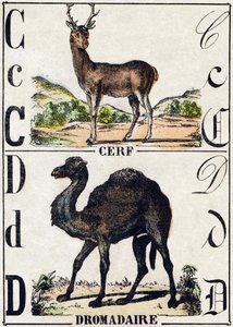 Letter C Deer; D Dromedary. Engraving in 