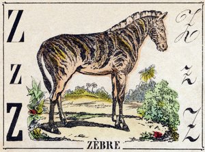 Letter Z Zebra. Engraving in 