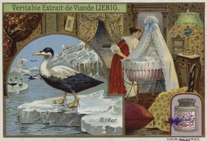 Liebig card featuring an eider