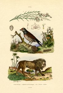 Linnet by French School