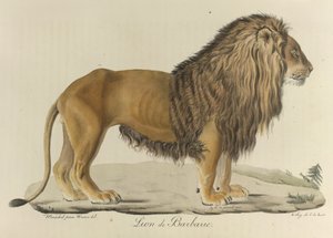 Barbary Lion, from Histoire Naturelle des Mammifères by French School