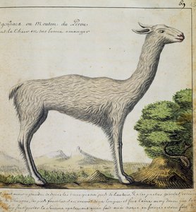 Llama, Peru