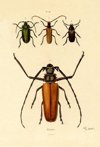 Long-horned Beetles