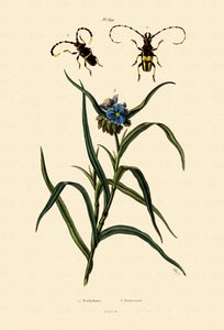 Longhorn Beetles