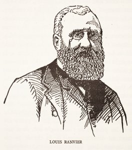 Louis Ranvier