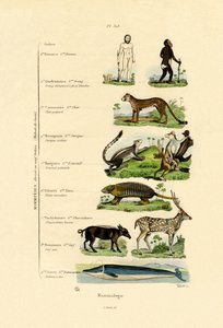 Mammalogy by French School