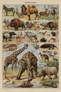 Mammals by French School
